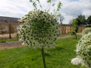 Lire la suite à propos de l’article Visite “territoires en projets” Villes et Villages Fleuris, le 26 mai 2015