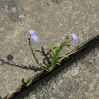 Réunion publique « je jardine ma rue » à Danzé – 13/06/2015
