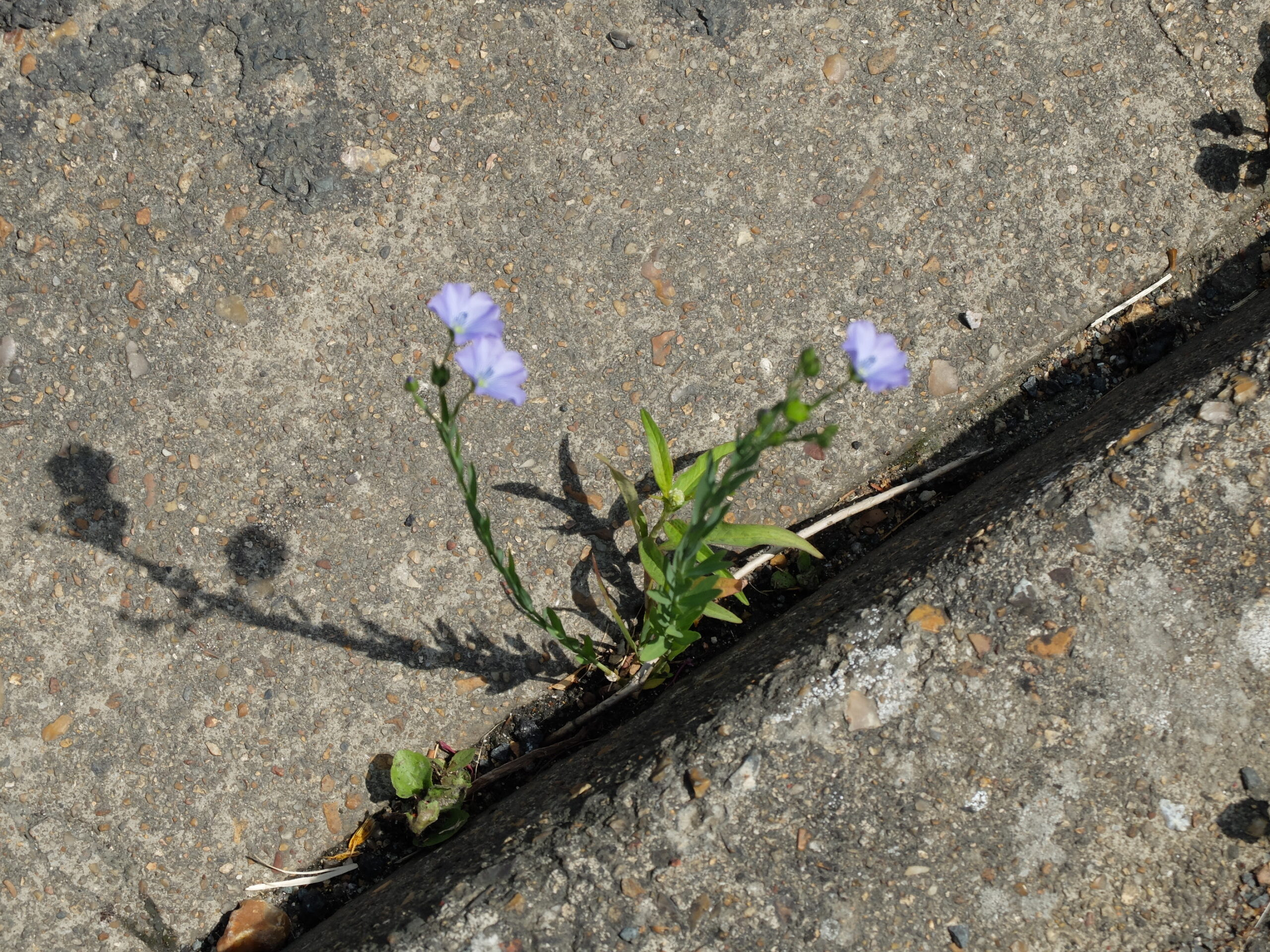 You are currently viewing Réunion publique « je jardine ma rue » à Danzé – 13/06/2015