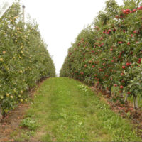 Visite du verger pédagogique de la Société d’Horticulture le 4 juin 2016