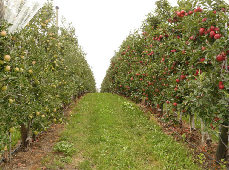 You are currently viewing Visite du verger pédagogique de la Société d’Horticulture le 4 juin 2016