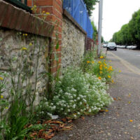 Promenade botanique dans les rues de Blois – 20 mai 2017