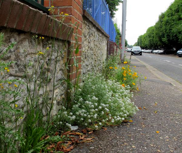 You are currently viewing Promenade botanique dans les rues de Blois – 20 mai 2017