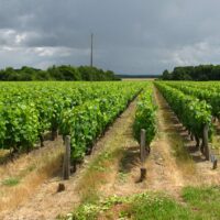 Café historique sur l’histoire des paysages viticoles du Val de Loire, le 11/05/2017