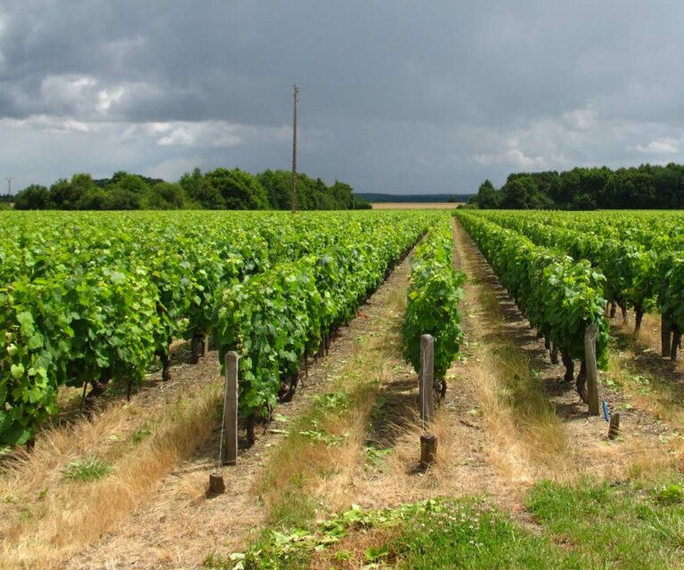 You are currently viewing Café historique sur l’histoire des paysages viticoles du Val de Loire, le 11/05/2017