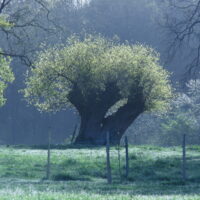 Soirée d’échanges sur les systèmes arborés innovants en agriculture – vidéo en ligne