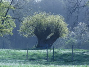 Lire la suite à propos de l’article Soirée d’échanges sur les systèmes arborés innovants en agriculture – vidéo en ligne