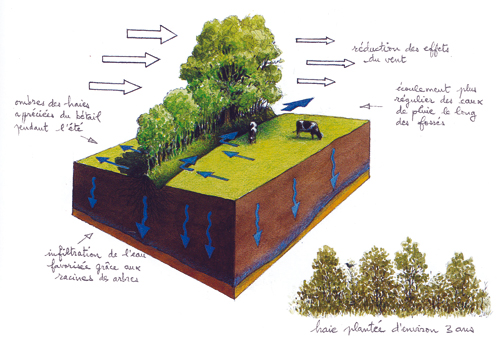 You are currently viewing Guide “Le bocage, un territoire d’actions”