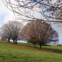 La valorisation des haies des collines du Perche