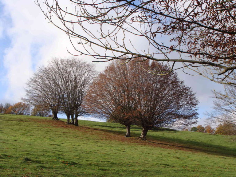 You are currently viewing Reportage sur les trognes