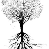 Soirée « L’arbre et le territoire » 5/02/19