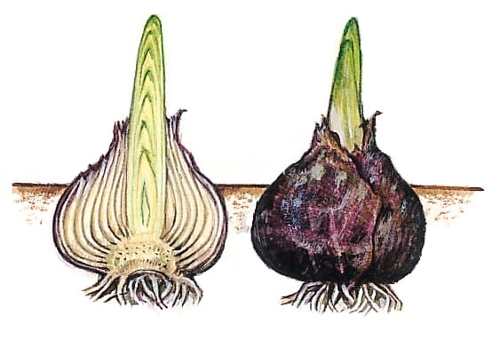 You are currently viewing Fiche pratique / Je plante des bulbes