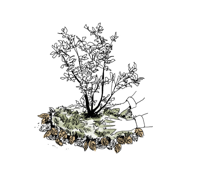 You are currently viewing Fiche pratique / Je paille mes plantations