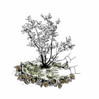 Fiche pratique / Je paille mes plantations